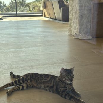 San Diego Bengal - Pet Breeders Near Me - Ramona, California San Diego Bengal - Pet Breeders Near Me - Ramona, California