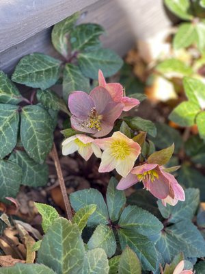 Clark Gardens by null