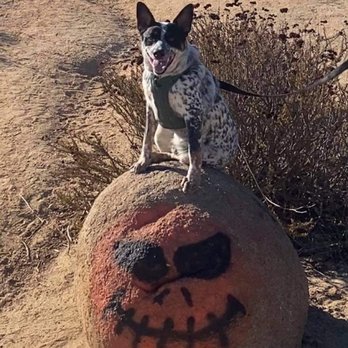 Pumpkin Rock Trail - Moo and - Hiking Near Me - Norco, California