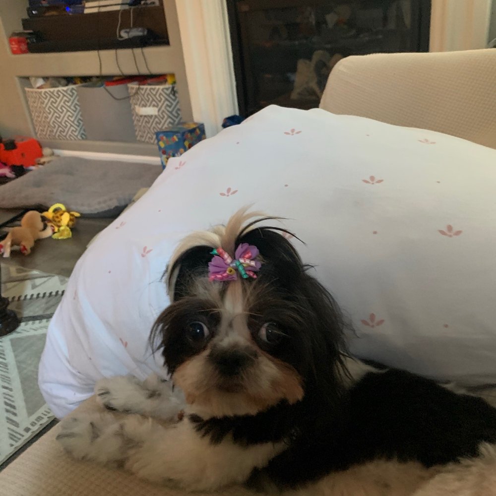 PetSmart - After a day with Joanna. - Pet Stores Near Me - Stockton, California PetSmart - After a day with Joanna. - Pet Stores Near Me - Stockton, California