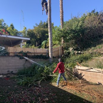 Three Brothers Tree Service - Cutting the Palm tree leaves off before chopping it down - Tree Services Near Me Three Brothers Tree Service - Cutting the Palm tree leaves off before chopping it down - Tree Services Near Me