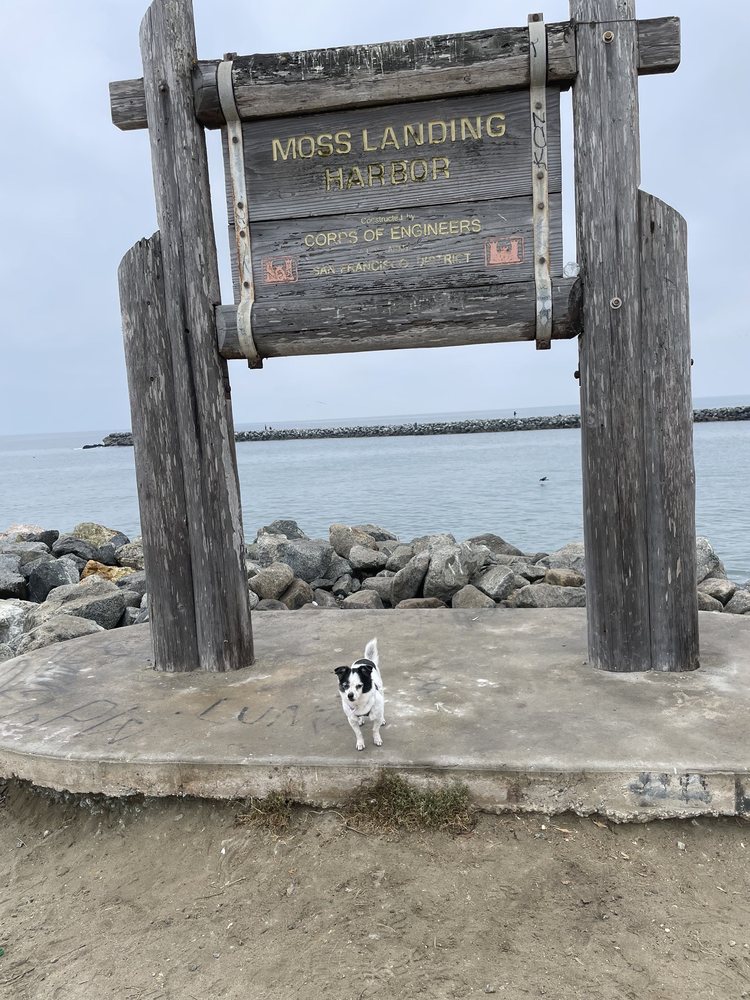 CITY OF MOSS LANDING 19 Photos 7902 Moss Landing Rd, Moss Landing