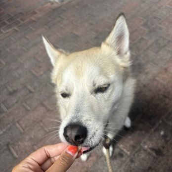 Pepper Farm Deli - Cute dog hehe - Sandwiches Near Me - Santee, California
