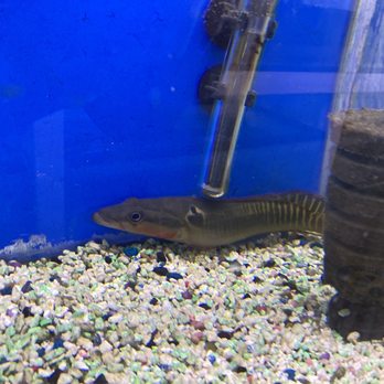 Jan's Tropical Fish - Northern Pike pretty rare fish - Local Fish Stores Near Me - Montclair, California Jan's Tropical Fish - Northern Pike pretty rare fish - Local Fish Stores Near Me - Montclair, California