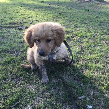 Riverside Dog Park - Scout loves this community of pups. - Dog Parks Near Me - Fayetteville, North Carolina Riverside Dog Park - Scout loves this community of pups. - Dog Parks Near Me - Fayetteville, North Carolina