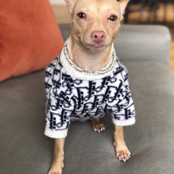 Wave Veterinary Emergency - Coco feeling great