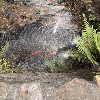 Cedar Lakes Woods and Gardens - Koi pond with koi fish - Botanical Gardens Near Me - Williston, Florida Cedar Lakes Woods and Gardens - Koi pond with koi fish - Botanical Gardens Near Me - Williston, Florida