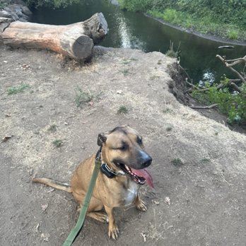 Ridgeside K9 NorCal - Pet Training Near Me - Chico, California Ridgeside K9 NorCal - Pet Training Near Me - Chico, California