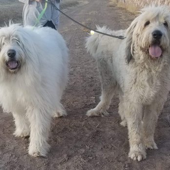 Crossroads Animal Hospital - EnzotheYeti & brother Leo - Veterinarians Near Me - El Paso, Texas Crossroads Animal Hospital - EnzotheYeti & brother Leo - Veterinarians Near Me - El Paso, Texas