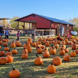 Bronkberry Farms