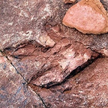 Dinosaur Tracks Trail - Wow! - Parks Near Me - Vernal, Utah Dinosaur Tracks Trail - Wow! - Parks Near Me - Vernal, Utah
