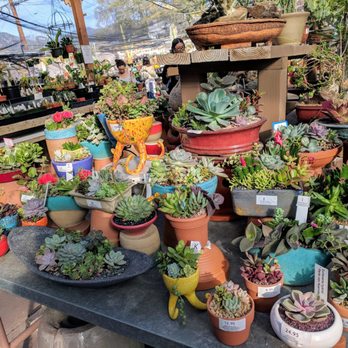 California Cactus Center - Nurseries & Gardening Near Me - Pasadena, California California Cactus Center - Nurseries & Gardening Near Me - Pasadena, California