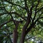 Photo of Detail Tree Works & Landscaping