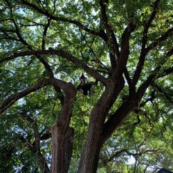 Detail Tree Works & Landscaping