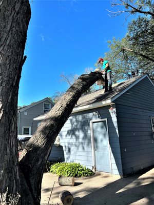 Tree Removal Services - There are many reasons why you may want to remove trees from your property. They may be old and decaying or infected with a contagious disease. In many cases, the trees are overgrown and can damage your property with large root systems and giant branches. Whatever the reason may be, you can count on Easy Tree Service in Minneapolis to do the job right the first time.
Our expert arborists go to your home first to make a careful estimate. We consider all the factors that will affect the tree during removal. Our business is fully licensed and insured to remove the burden of costly mistakes that happen when you do it yourself. We have seen do-it-yourself tree trimmers who’ve destroyed their homes, garages, or swimming pools by biting off more than they can chew.
Contact us today for a Free Estimate! Tree Removal Services - There are many reasons why you may want to remove trees from your property. They may be old and decaying or infected with a contagious disease. In many cases, the trees are overgrown and can damage your property with large root systems and giant branches. Whatever the reason may be, you can count on Easy Tree Service in Minneapolis to do the job right the first time.
Our expert arborists go to your home first to make a careful estimate. We consider all the factors that will affect the tree during removal. Our business is fully licensed and insured to remove the burden of costly mistakes that happen when you do it yourself. We have seen do-it-yourself tree trimmers who’ve destroyed their homes, garages, or swimming pools by biting off more than they can chew.
Contact us today for a Free Estimate!