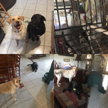 Fuzzy Friends Pet Care - I love that they send photos of our pets in our home so we can see them while we are away. - Dog Walkers Near Me - Brandon, Florida Fuzzy Friends Pet Care - I love that they send photos of our pets in our home so we can see them while we are away. - Dog Walkers Near Me - Brandon, Florida