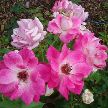 Memphis Botanic Garden - Botanical Gardens Near Me - Memphis, Tennessee