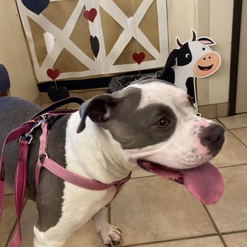 VCA Orange Animal Hospital - Bella in the lobby at the photo wall - Veterinarians Near Me - Orange, California VCA Orange Animal Hospital - Bella in the lobby at the photo wall - Veterinarians Near Me - Orange, California