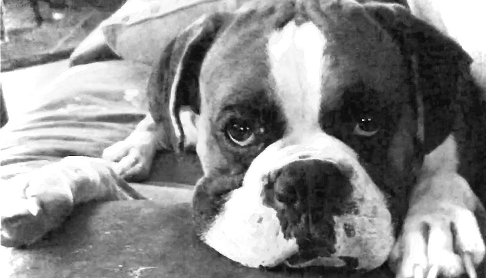 RED BANK VETERINARY HOSPITAL 90 Photos & 356 Reviews Veterinarians