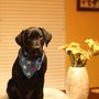 Photo of Best Paws-Abilities