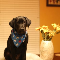 Best Paws-Abilities - Lucky in a Sit Stay