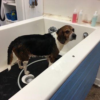 Bark 'N Bubbles - Pet Groomers Near Me - Fairfax, Virginia