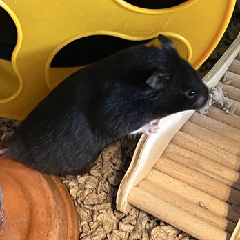 Petco - Petco on Tropical March 2026 Mario our new syrian hamster - Pet Stores Near Me - Las Vegas, Nevada
