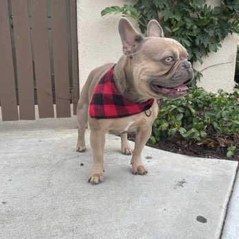 Premier Pet Spa - Pet Groomers Near Me Premier Pet Spa - Pet Groomers Near Me
