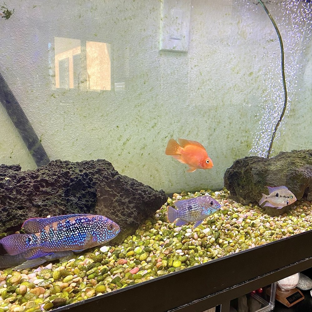 The Pet Department - Jack Dempsey, Green Terror (Gold Saum), Orange Parrot, and Firemouth - Pet Groomers Near Me - Paso Robles, California