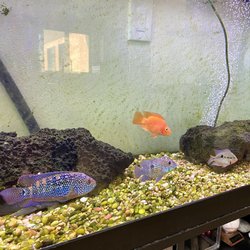 The Pet Department - Jack Dempsey, Green Terror (Gold Saum), Orange Parrot, and Firemouth
