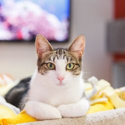 Cat Depot