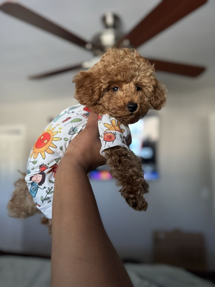 Puppy Plus Image