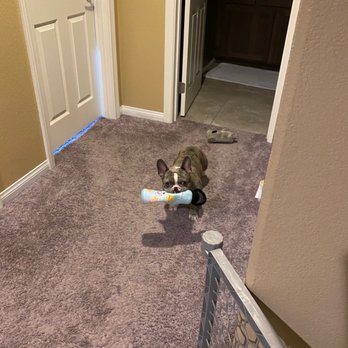 Dancin Paws - Loves playing fetch now - Pet Training Near Me - Las Vegas, Nevada Dancin Paws - Loves playing fetch now - Pet Training Near Me - Las Vegas, Nevada