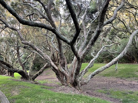 Auckland Domain by null