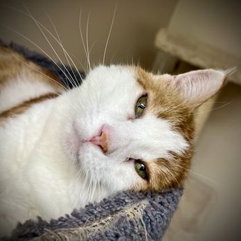 Ponderosa Pet Mobile Vet - Office kitty Joe! - Veterinarians Near Me Ponderosa Pet Mobile Vet - Office kitty Joe! - Veterinarians Near Me