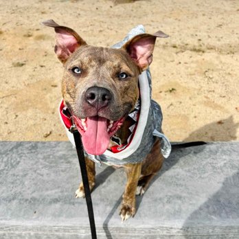 Coffey House Dog Training - Pet Training Near Me Coffey House Dog Training - Pet Training Near Me