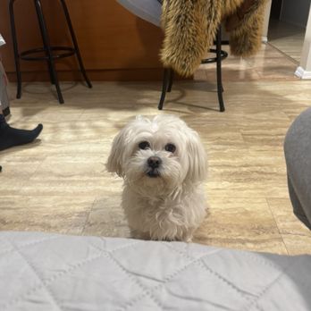 Lina Mobile Pet Grooming - Before - Pet Groomers Near Me - Queens, New York Lina Mobile Pet Grooming - Before - Pet Groomers Near Me - Queens, New York