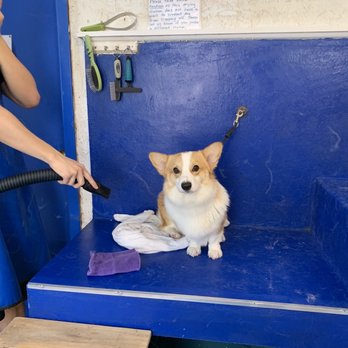 Rub-A-Dub Dog Do-It-Yourself Dog Wash - My pup getting dried - Pet Groomers Near Me - Seattle, Washington Rub-A-Dub Dog Do-It-Yourself Dog Wash - My pup getting dried - Pet Groomers Near Me - Seattle, Washington