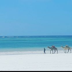 AIR BP Italia - I gonna ride one of those, one day Blue Marlin Beach Resort, Diani Beach, Kenya