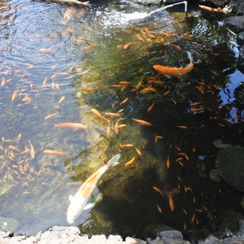 Honolulu Zoo - Koi. - Zoos Near Me - Honolulu, Hawaii Honolulu Zoo - Koi. - Zoos Near Me - Honolulu, Hawaii