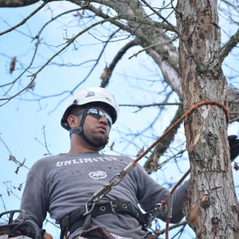 Alpha Tree Services - Tree Services Near Me Alpha Tree Services - Tree Services Near Me