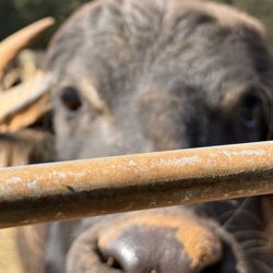Lake Hartwell Wildlife Safari - I will rocknyour world!