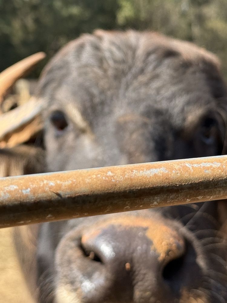 Lake Hartwell Wildlife Safari Logo
