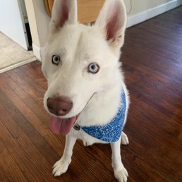 First grooming experience! Came back a clean and happy boy.