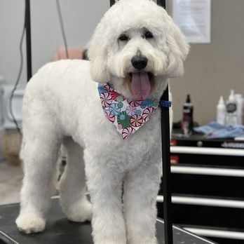 Exclusively Dogs KC - Pet Groomers Near Me - Grain Valley, Missouri Exclusively Dogs KC - Pet Groomers Near Me - Grain Valley, Missouri