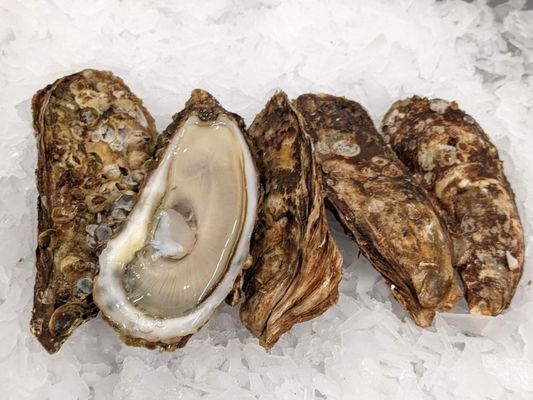 Galveston Seafood & Grill by null