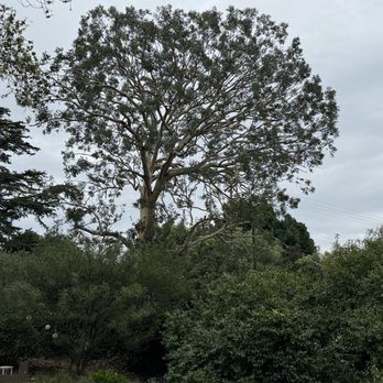 Select Tree Service - Tree Services Near Me Select Tree Service - Tree Services Near Me