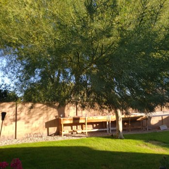 Murphy's Trees - Trees before work was completed. - Tree Services Near Me