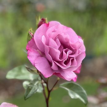 Point Defiance Park - Perfectly pink. - Parks Near Me - Tacoma, Washington Point Defiance Park - Perfectly pink. - Parks Near Me - Tacoma, Washington