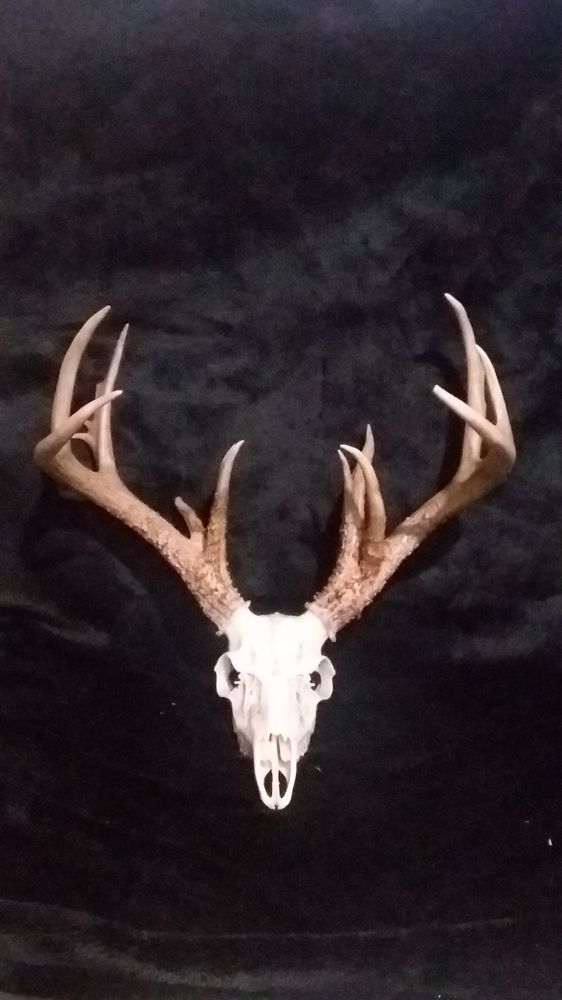 Long Lane Antlerwork - taxidermy in Dundee, OH